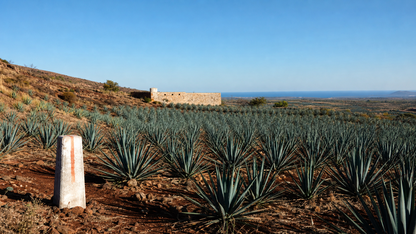 Campo de agave y horizonte costero conceptual